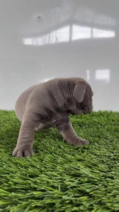 Olde English Bulldogge dogs for sale: Tinsley - Video 1