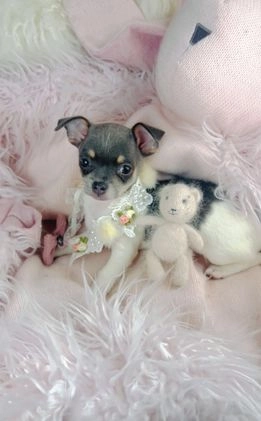Chihuahua dogs for sale: Chihuahua Puppy 1 - Video 1