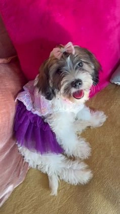 Mixed Breed dogs for sale: Mixed Breed Puppy 2 - Video 2