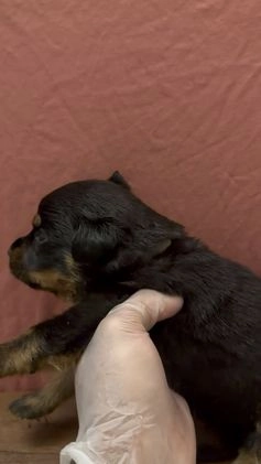 Rottweiler dogs for sale: Trust - Video 1