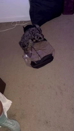 Mini Goldendoodle dogs for sale: Chek - Video 2