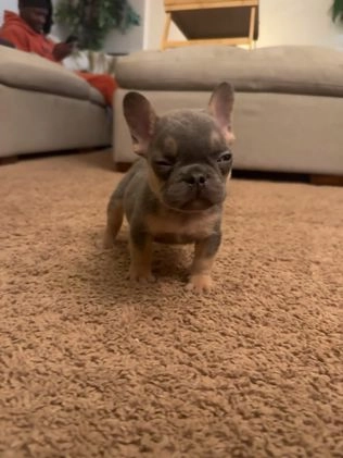 French Bulldog dogs for sale: French Bulldog Puppy 1 - Video 1
