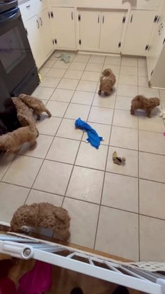 Mini Goldendoodle dogs for sale: Mini Goldendoodle Puppy Frosty  - Video 3