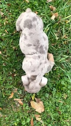American Bully dogs for sale: Beautiful Pup - Video 3