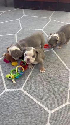 English Bulldog dogs for sale: Gemma - Video 1