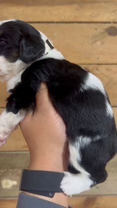 Mini Bernedoodle dogs for sale: Milo - Video 3