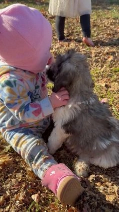 Saint Berdoodles dogs for sale: Rowan - Video 1