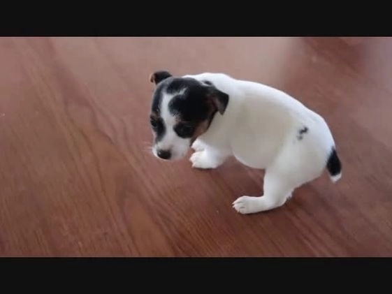Jack Russell Terrier dogs for sale: Sabrina  - Video 1