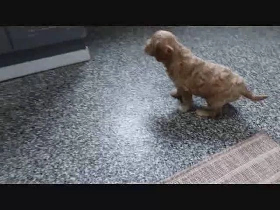 Mini Goldendoodle dogs for sale: Layla - Video 4