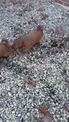 Goldendoodle dogs for sale: Patty-medium size  - Video 2