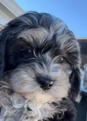 Miniature Poodle dogs for sale: Wave Blue - Video 1