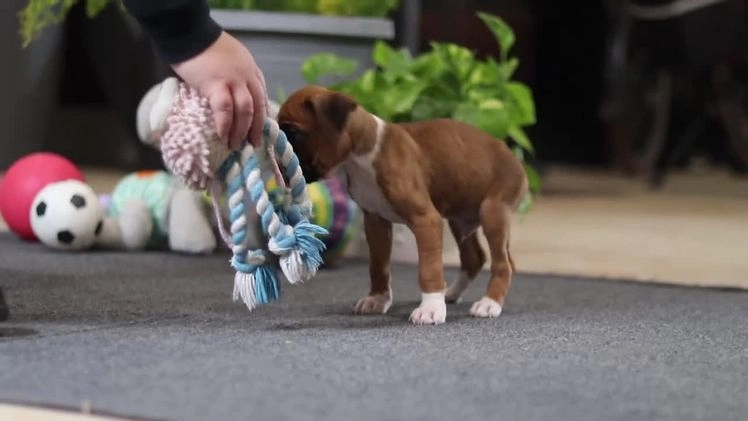 Boxer dogs for sale: Maxl - Video 4