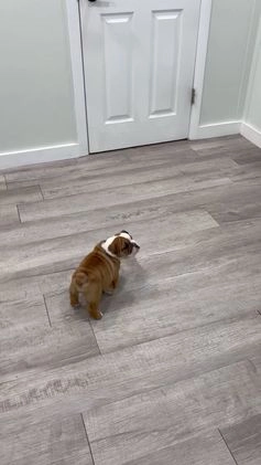 Mixed Breed dogs for sale: Bailey - Video 1