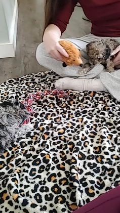 Miniature Poodle dogs for sale: Joy - Video 2