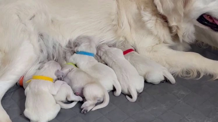 Golden Retriever dogs for sale: Samson - Video 1