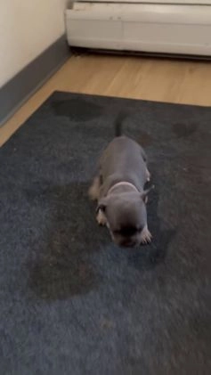 Mixed Breed dogs for sale: Mars - Video 2