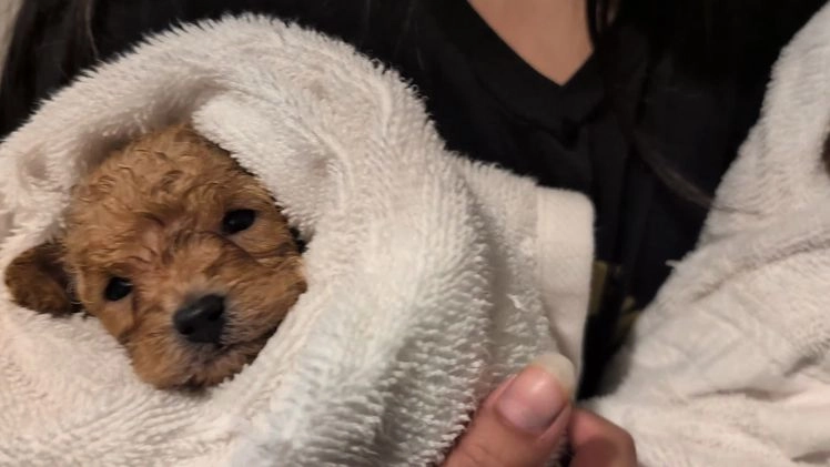 Toy Poodle dogs for sale: LLOYD  - Video 1