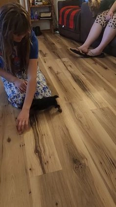 Yorkshire Terrier dogs for sale: Yorkshire Terrier Puppy 1 - Video 1