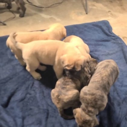 English Mastiff dogs for sale: Shawn - Video 1