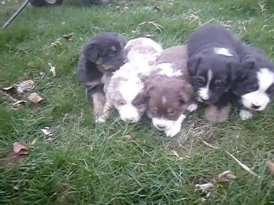 Miniature Australian Shepherd dogs for sale: Nikki - Video 2