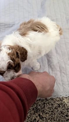 Miniature Poodle dogs for sale: Ziggy - Video 1