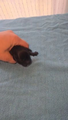 Mixed Breed dogs for sale: Tilly - Video 1