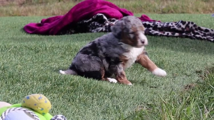 Mini Bernedoodle dogs for sale: Carter - Video 1