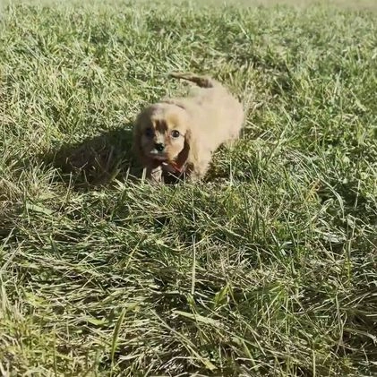 Cavalier King Charles Spaniel dogs for sale: Rose - Video 1