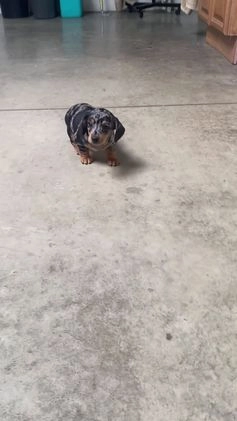 Miniature Dachshund dogs for sale: Teddy - Video 1