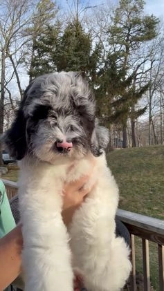 Goldendoodle dogs for sale: Helmet - Video 1