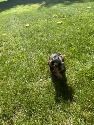 Yorkshire Terrier dogs for sale: Shania - Video 1