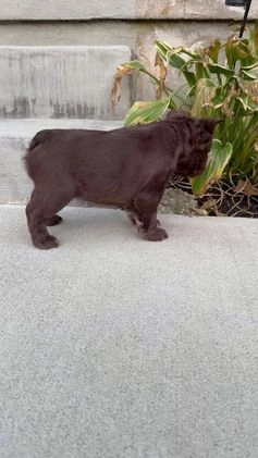 French Bulldog dogs for sale: French Bulldog chocolate - Video 1