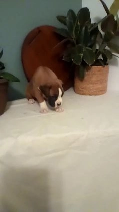 Boxer dogs for sale: Boxer Puppy 1 - Video 1