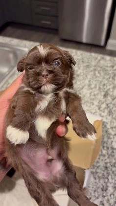 Shih Tzu dogs for sale: Choc - Video 1