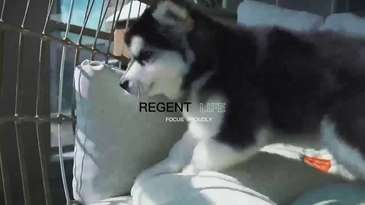 Alaskan Malamute dogs for sale: Xiao Cheng - Video 1