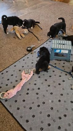 Bernese Mountain Dog dogs for sale: Red - Video 4