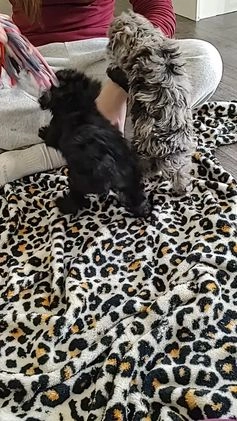 Miniature Poodle dogs for sale: Evie - Video 2