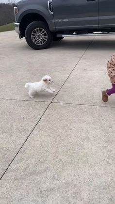 Miniature Poodle dogs for sale: Teddy - Video 1