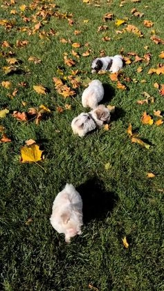 Havanese dogs for sale: Macy - Video 5