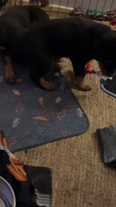 Rottweiler dogs for sale: Rottweiler Puppy 1 - Video 2