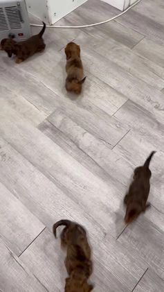 Miniature Dachshund dogs for sale: Tyson - Video 1