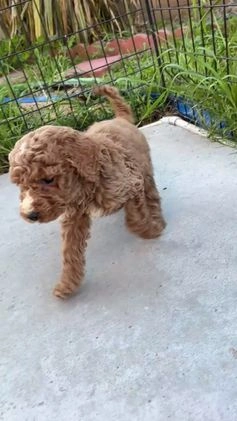 Standard Poodle dogs for sale: Atlas - Video 1