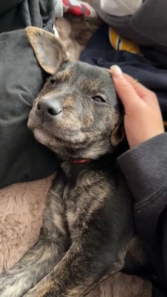 Mixed Breed dogs for sale: Skye - Video 1