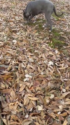 American Bully dogs for sale: Ivy - Video 1