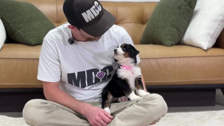 Mini Bernedoodle dogs for sale: Onyx - Video 1