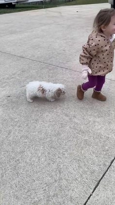 Miniature Poodle dogs for sale: Teddy - Video 4