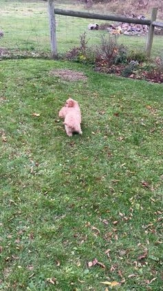 Cavapoo dogs for sale: Mason - Video 1