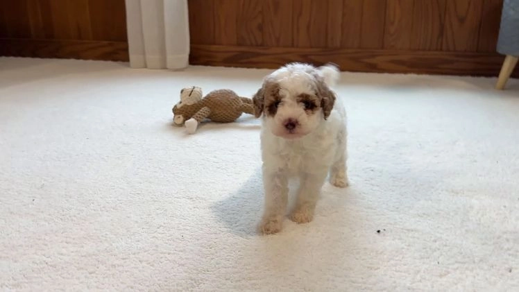 Miniature Poodle dogs for sale: Jazzy - Video 2