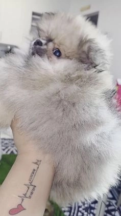 Pomeranian dogs for sale: chuty - Video 2