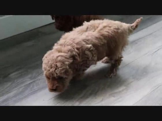 Miniature Poodle dogs for sale: Hunter - Video 1